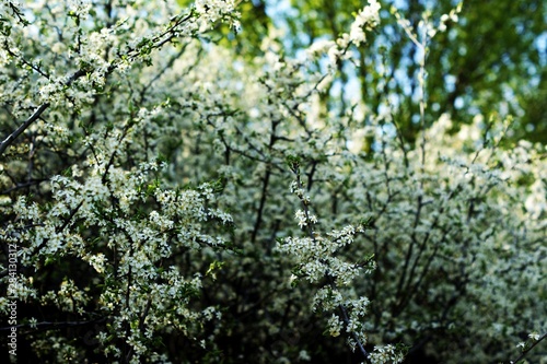Spring border background with beautiful white flowering branches
