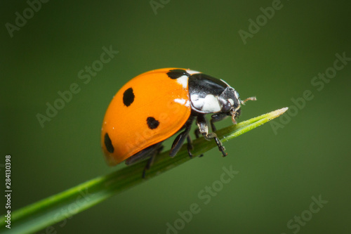 Coccinelle à 7 points sur un brin d'herbe