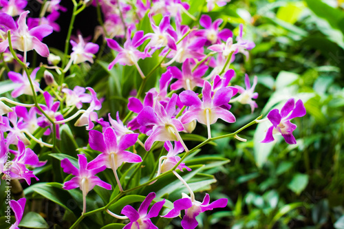 Fototapeta Naklejka Na Ścianę i Meble -  Purple flowers in the backyard