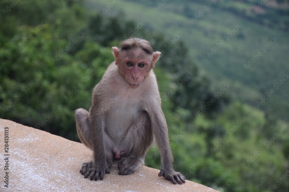 Obraz premium Monkey