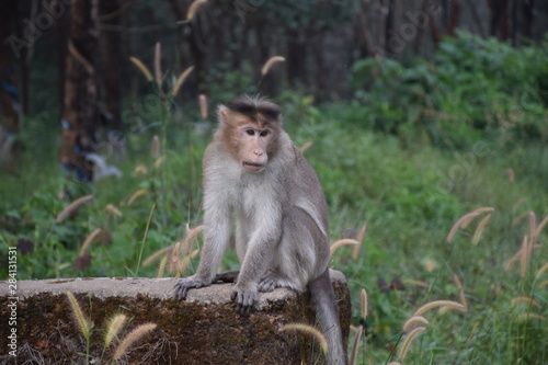 Monkey
