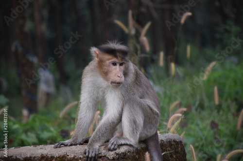 Monkey