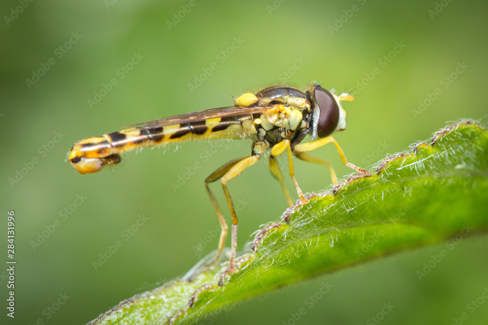 Syrphe sur un brin d'herbe Syrphe sur un brin d'herbe