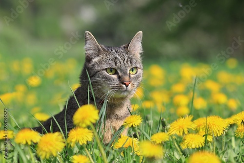Beautiful tabby cat in the blooming meadow. Felis silvestris catus. beautiful european cat in the grass M