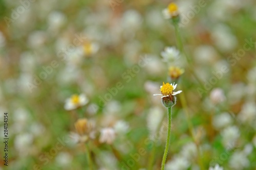 Beautiful close up shot of Coat buttons daisy (Tridax daisy, Wild daisy or Tridax) with blurred background.