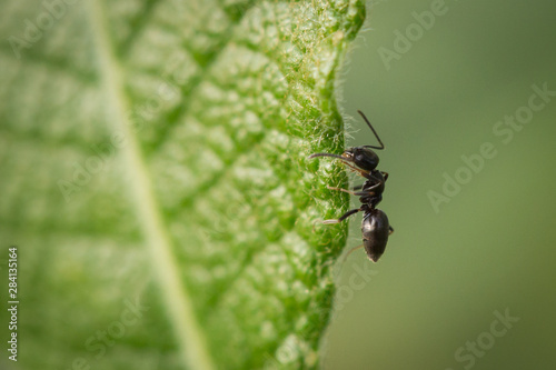 Fourmi sur une feuille
