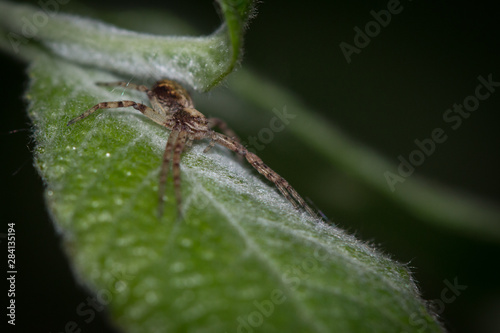Araignée à l'affût sur une feuille