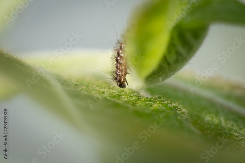 Chenille sur une feuille