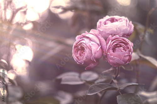 Rose pink, im Licht