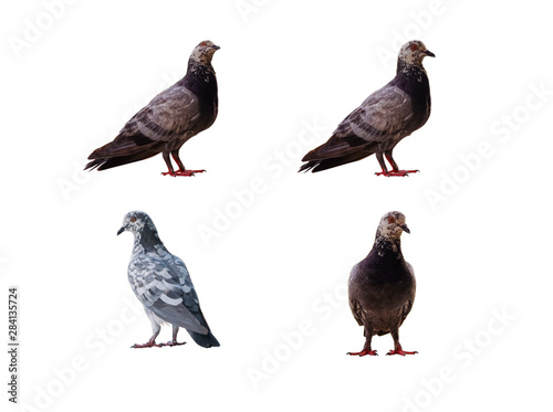 pigeons isolated collection with clipping path