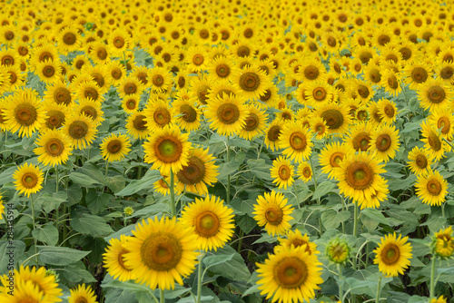 A lot of full blooming sunflowers. Sunflowers are blooming densely in the field. Summer August in Japan.