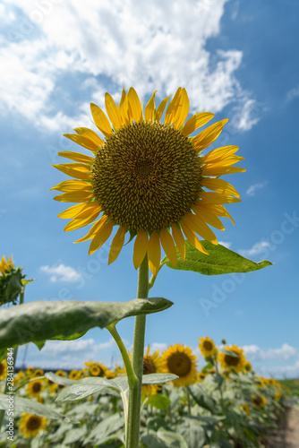 Obraz na płótnie A Sunflower grows up toward the sun. A big sunflower blooms in front of other sunflowers. August in Japan. w salonie