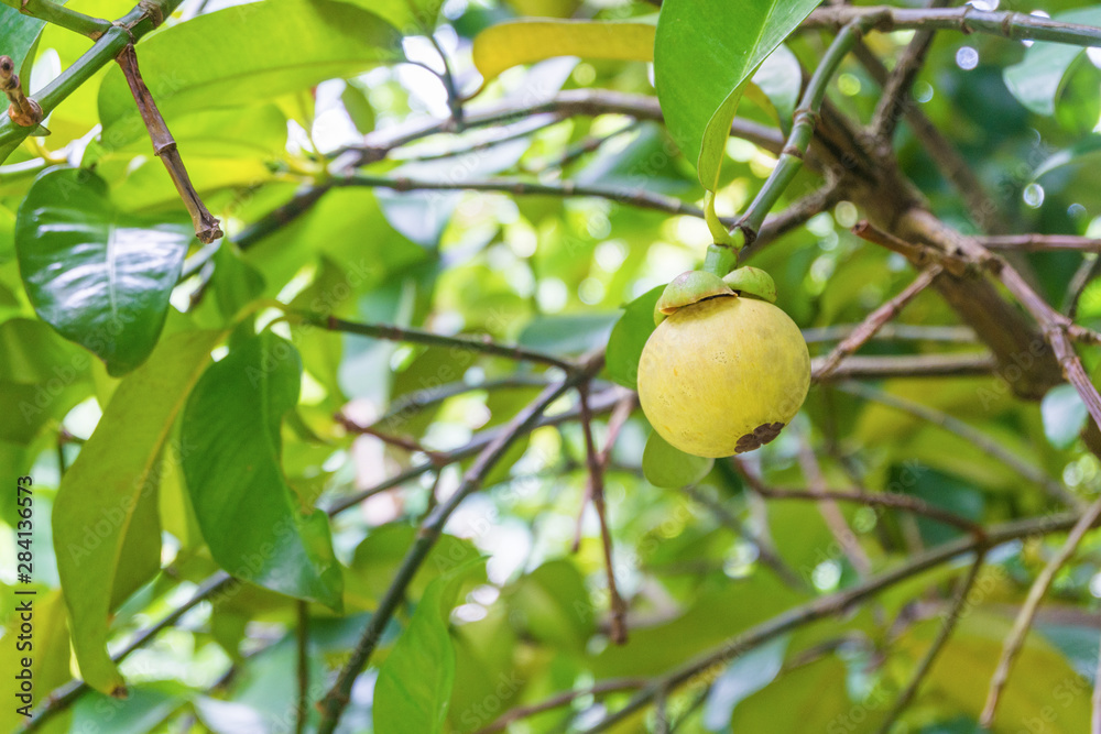 raw mangosteen fruit on the tree