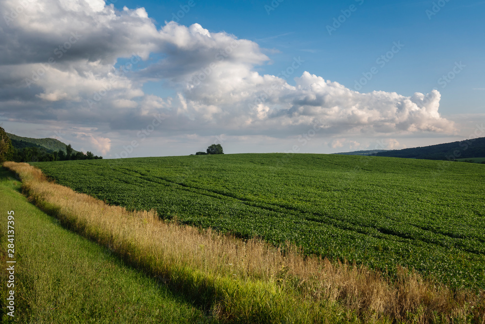 Soybean Field with Clouds in Summer Sky
