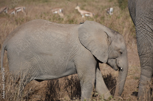 Baby African Elephant Full-Frame, Amboseli, Kenya
