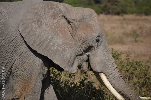 African Elephant Close-up  Amboseli National Park  Kenya