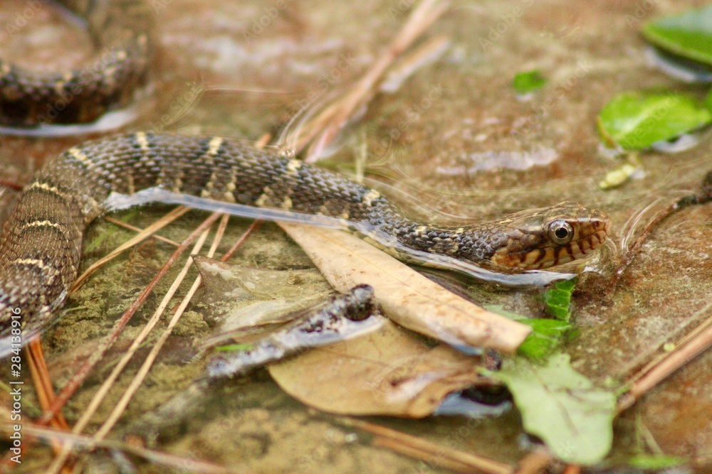 Fototapeta premium Swimming Snake