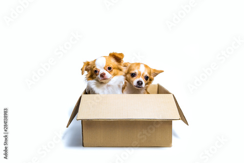 Two Chihuahua dogs In a brown paper box