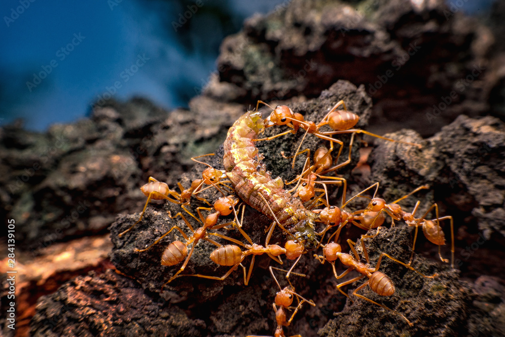 Red ants are moving dies worms to its nest. Red ants are moving dies worms to its nest.