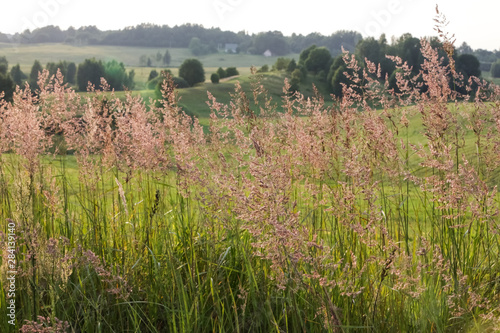 Nature landscape of wild fields Sweet Grass in Lithuania during summer time on sunny weather  photo