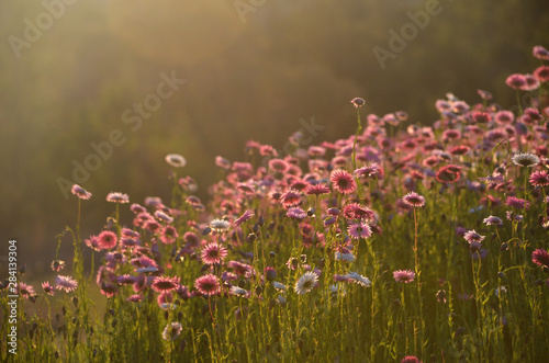Australian Everlasting Daisy flower meadow in soft golden afternoon light. Also known as strawflowers and paper daisies. photo