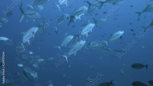 Marble Ray swims on a coral reef with plenty fish. School of Bigeye Trevallies and Sharks around. Tubbataha Reef dive site Delsan Wreck 4k footage