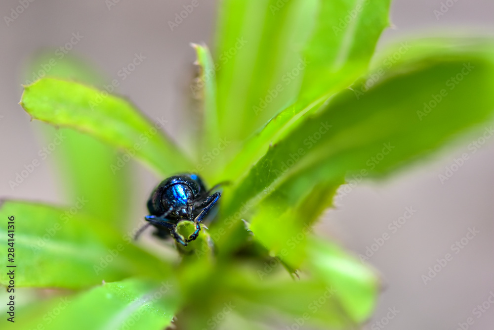 Fototapeta premium Wildlife-insects inhabiting wild plants