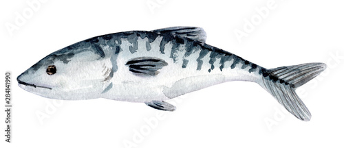 Hand painted watercolor mackerel fish. Scomber isolated on white background. photo