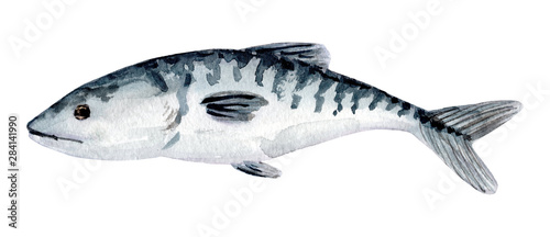 Hand painted watercolor mackerel fish. Scomber isolated on white background.