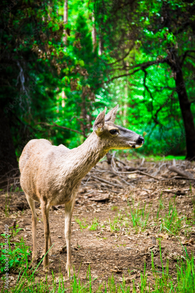 fallow deer in the forest fallow deer in the forest