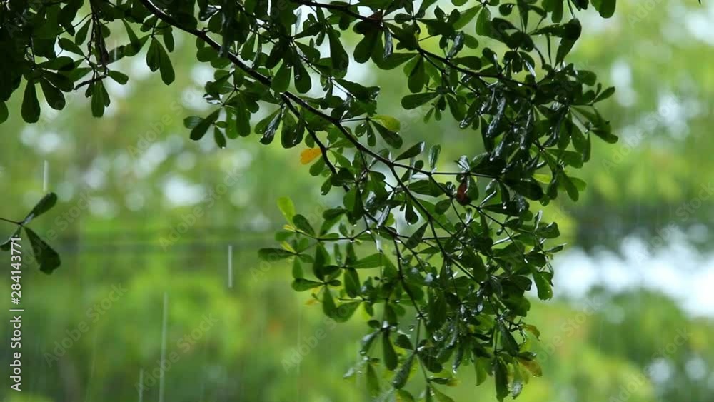 Leaves of tree moving by wind while raining , Chiangmai Thailand Leaves of tree moving by wind while raining , Chiangmai Thailand