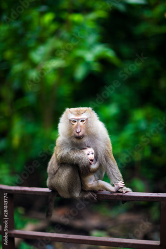 Monkey-mother with her child 