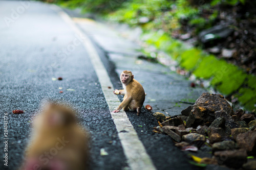 Little monkey with a grumpy face