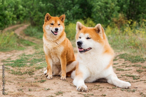 Bild auf Leinwand Two Japanese dogs: Akita inu and Shiba inu