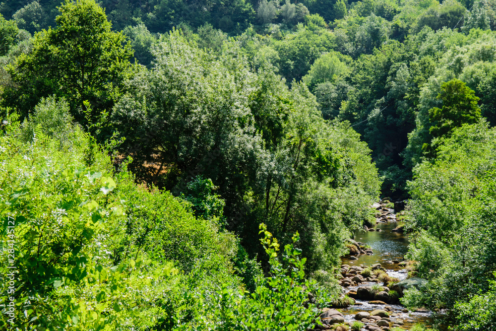 Naklejka premium Forest river