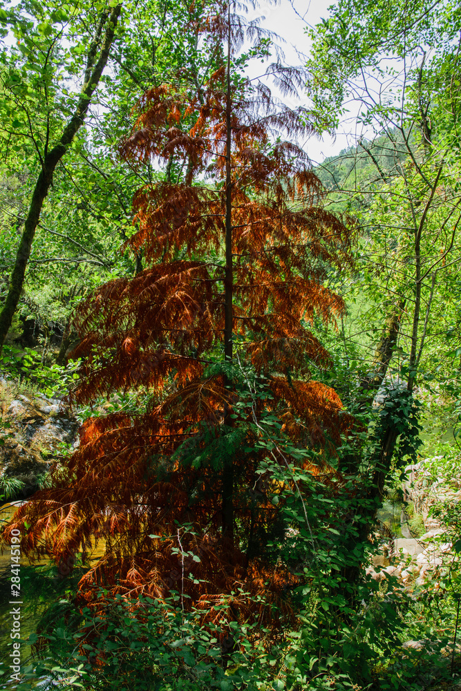 Obraz premium Brown Tree