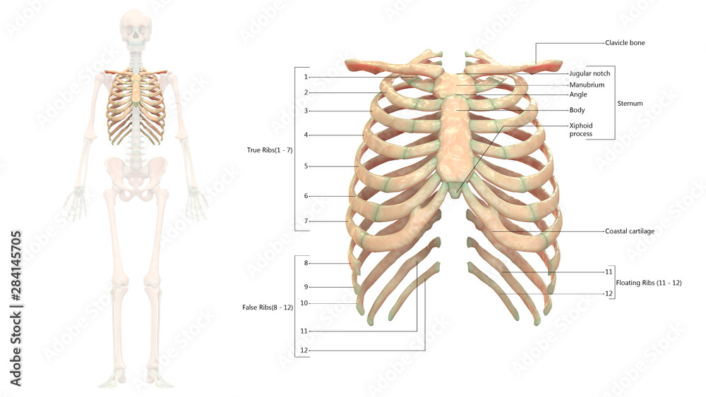 Human Skeleton System Rib Cage Anatomy Anterior View Stock Illustration ...