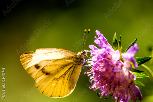 cabbage butterfly on flower of a field scabious