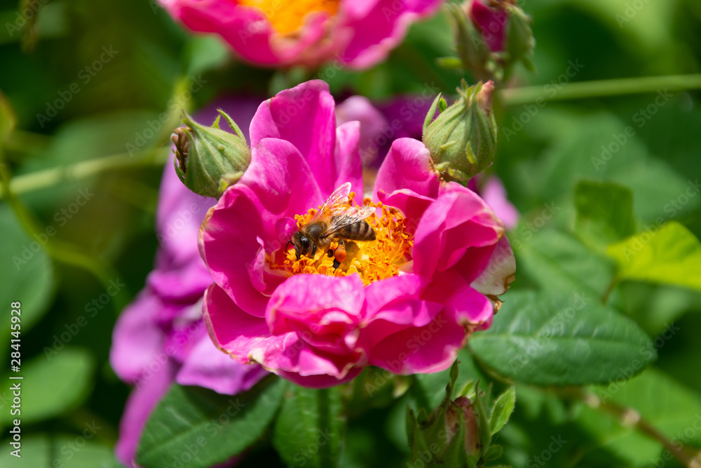 Biene beim bestäuben einer Blume im Sommer Biene beim bestäuben einer Blume im Sommer