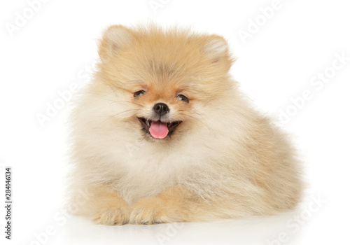 Pomeranian Spitz puppy lying