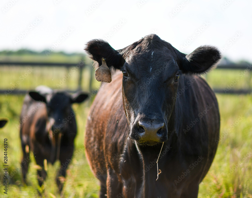 Cattle (Cows) in a Kentucky Pasture Cattle (Cows) in a Kentucky Pasture