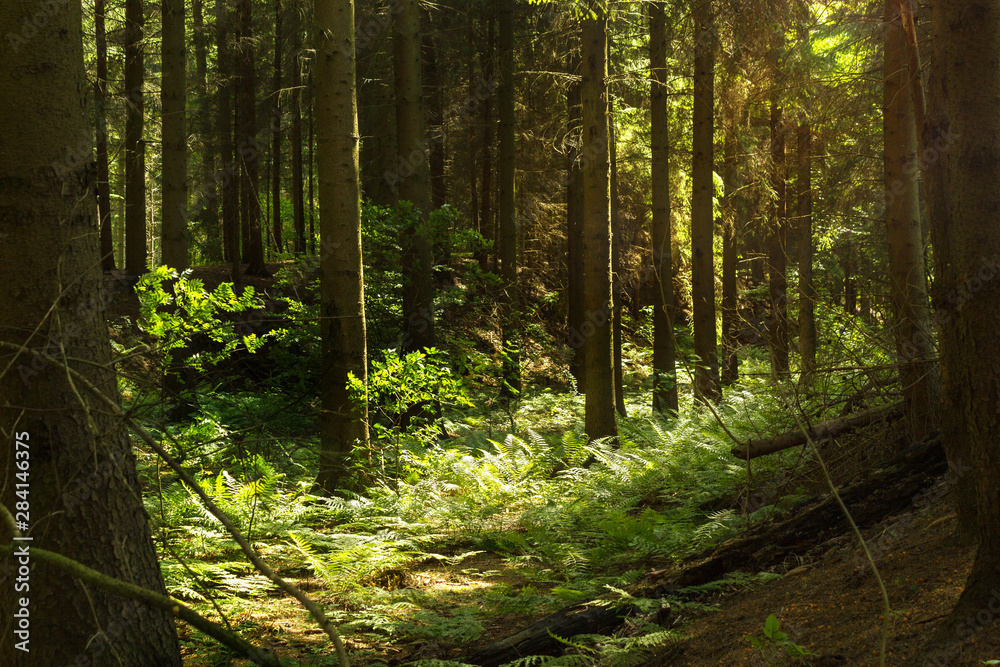 Fototapeta premium Sonnenlicht bricht durch dichten Nadelwald mit Farnen und grünem Unterholz Dickicht, mystischer Wald gesund, natürlich