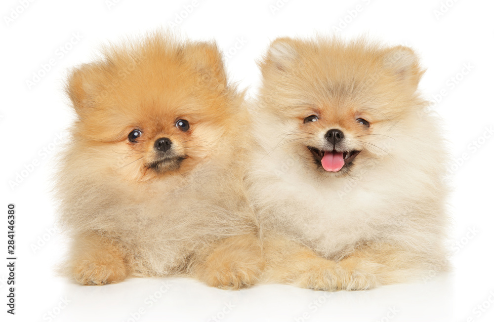 Two red-haired funny and happy Pomeranian pupp Two red-haired funny and happy Pomeranian pupp