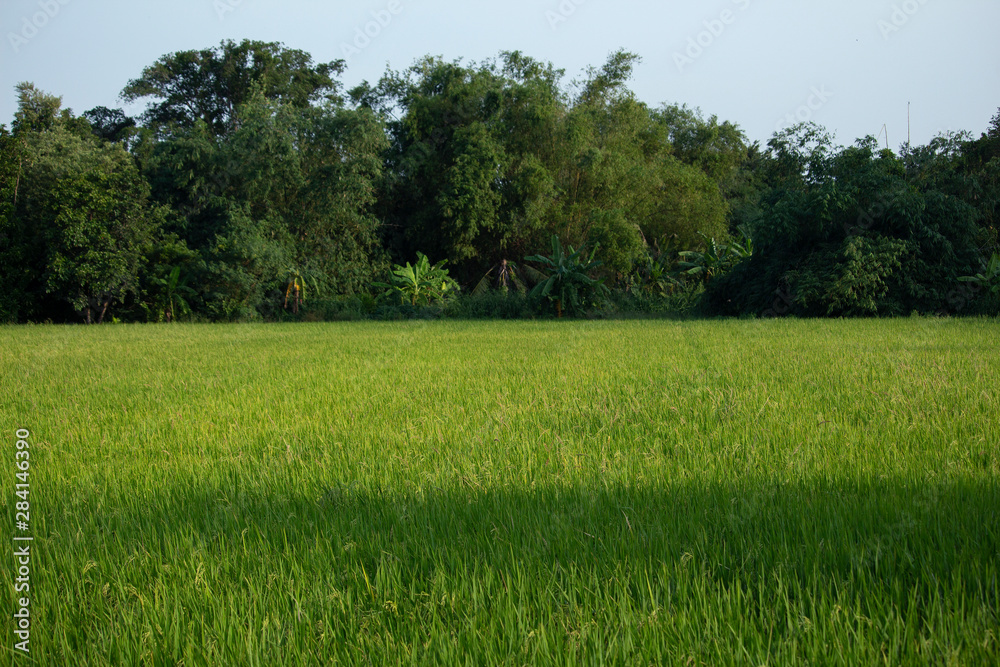 Fototapeta premium Rice paddy field in Thailand