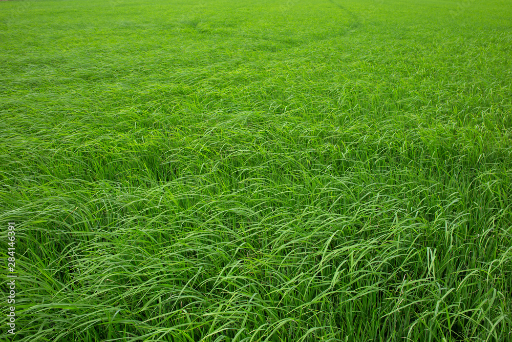 Rice paddy field in Thailand Rice paddy field in Thailand
