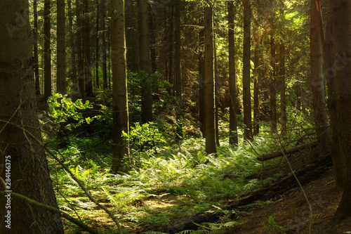 Sonnenlicht bricht durch dichten Nadelwald mit Farnen und gr  nem Unterholz Dickicht  mystischer Wald gesund  nat  rlich
