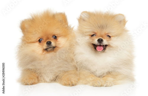 Two red-haired funny and happy Pomeranian pupp © jagodka