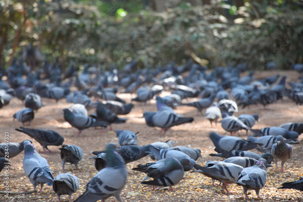 Fototapeta premium birds