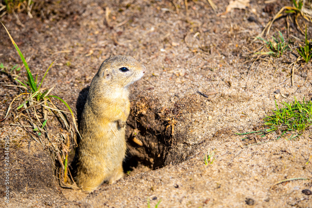 Obraz premium European ground squirrel, Spermophilus citellus, aka European souslik. Small rodent hidden in the burrow