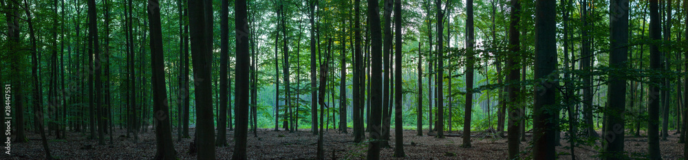 Fototapeta premium Panorama dichter Wald mit Lichtung und grünen Blättern Abendsonne Baumstämme und Laub
